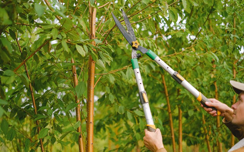 Tree trimming in Buckeye, AZ